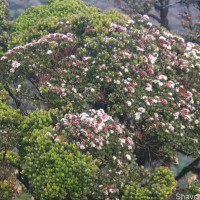 Syzygium montis-adam Kosterm.